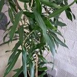 Dracaena angustifolia Deilen