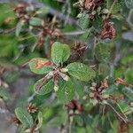 Rhododendron oreotrephes Folha
