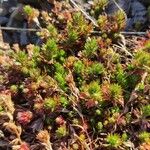 Saxifraga hypnoides Likasa