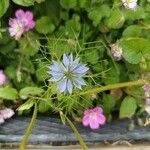 Nigella sativa Blomst