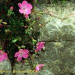 Erodium rodiei Прочее