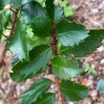 Ilex meserveae Folha