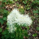 Thalictrum aquilegiifoliumBlüte