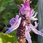 Coleus caninus Flower