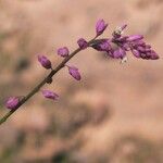 Polygala glochidiata Φλοιός