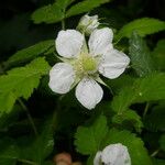 Rubus rosifolius ശീലം