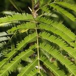 Vachellia cornigera Leht