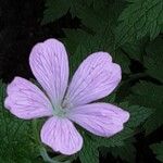 Geranium endressii Λουλούδι