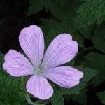 Geranium endressii പുഷ്പം