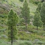 Pinus canariensis Хабит