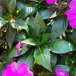 Impatiens hawkeri 葉