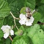 Rubus caesius Blomst