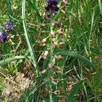Muscari comosum Libunga