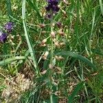 Muscari comosum Staniste