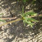 Spergula arvensis Leaf