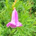 Incarvillea olgae