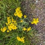 Senecio vernalis Floare