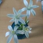 Ornithogalum divergensКвітка