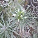 Echium brevirame Blüte