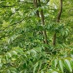 Diospyros japonica Hábito