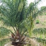 Attalea maripa Folha