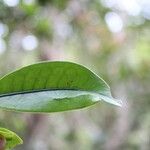 Erythroxylum laurifolium Leaf