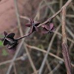 Exochorda racemosa Ovoce