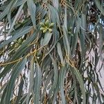 Eucalyptus gomphocephala Leaf
