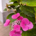 Hydrangea macrophyllaFiore