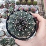 Gymnocalycium baldianum Листок
