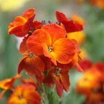 Erysimum cheiri ᱮᱴᱟᱜ