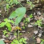 Sagittaria latifoliaLeaf