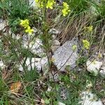 Biscutella laevigata Habit