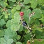 Rubus armeniacusഫലം