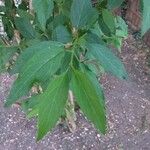 Forsythia intermedia Leaf