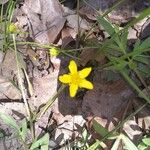 Ranunculus occidentalis Çiçek