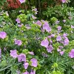 Malva alcea Flower