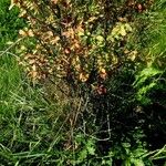 Vaccinium parvifolium ശീലം