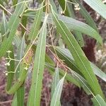 Nectandra angustifolia Blatt