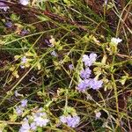 Dampiera stricta Fleur
