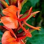 Hedychium greenii Flor