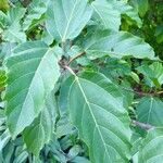 Ficus sur Blad