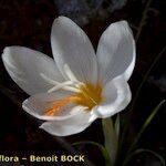 Crocus cancellatus ফুল