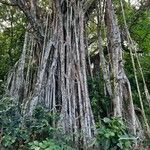 Ficus virens Bark