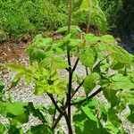 Aralia racemosa Habit