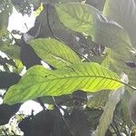 Alibertia patinoi Leaf