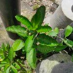 Gynura procumbens 葉