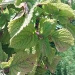Plectranthus fruticosus Blatt