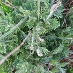 Lavandula multifida Blatt