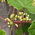 Vitis aestivalis Плод